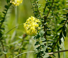 Lasiosiphon anthylloides