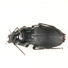 Abax parallelepipedus