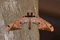 Adhemarius tigrina
