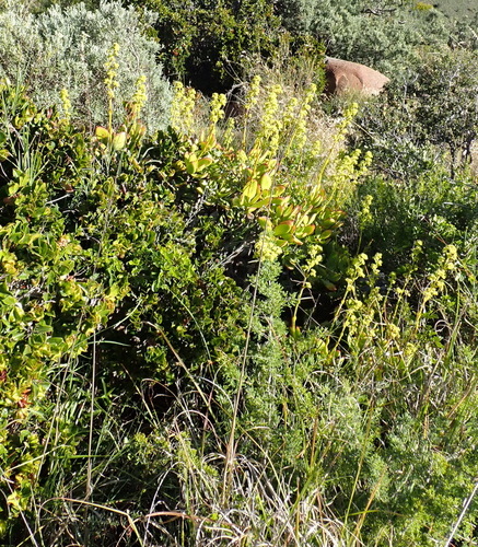 Image of Crassula cultrata by (c) Nicola van Berkel, some rights reserved (CC BY-SA)