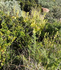 Crassula cultrata