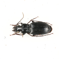 Pterostichus melanarius