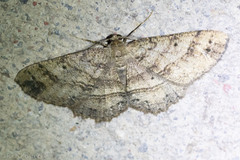 Melanolophia