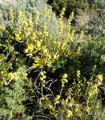 Crassula cultrata