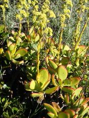 Crassula cultrata