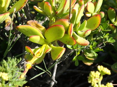 Crassula cultrata