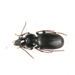 Pterostichus madidus