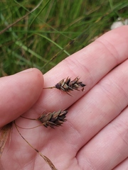 Carex magellanica