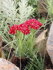 Crassula alba