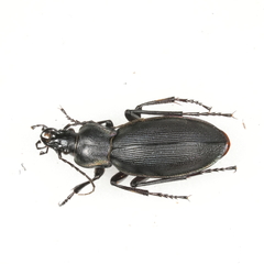 Carabus purpurascens