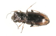 Notiophilus biguttatus