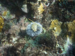 Tripneustes ventricosus