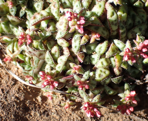 Crassula exilis