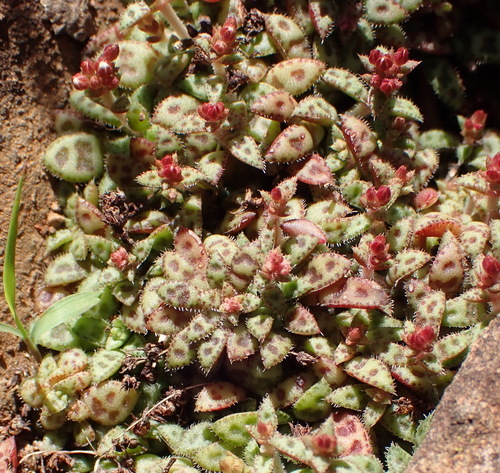Crassula exilis