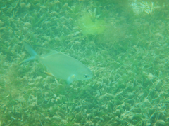 Trachinotus falcatus