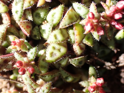 Crassula exilis