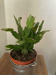 Schlumbergera truncata