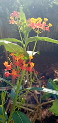 Asclepias curassavica
