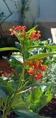 Asclepias curassavica