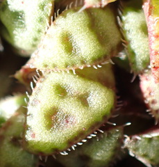 Crassula exilis cooperi