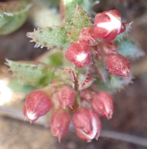 Crassula exilis