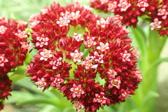 Crassula alba