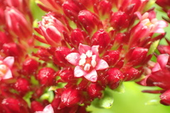 Crassula alba