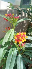 Asclepias curassavica