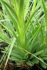 Crassula alba
