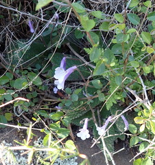 Streptocarpus meyeri