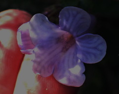 Streptocarpus meyeri