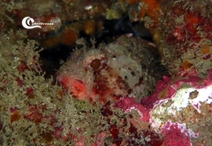Scorpaena notata