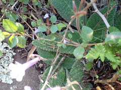 Streptocarpus meyeri