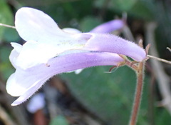 Streptocarpus meyeri
