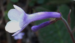 Streptocarpus meyeri