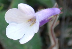 Streptocarpus meyeri