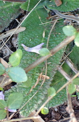 Streptocarpus meyeri