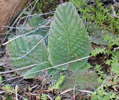 Streptocarpus meyeri