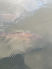 Cyprinus carpio carpio