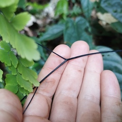 Adiantum tenerum