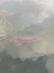 Cyprinus carpio carpio