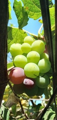 Vitis vinifera