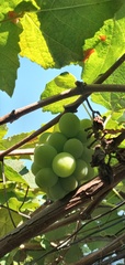 Vitis vinifera