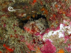 Scorpaena notata