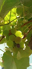 Vitis vinifera