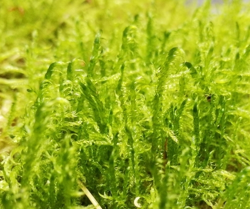 kosákovec zakrivený (Drepanocladus aduncus)