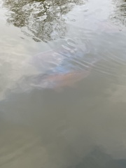 Cyprinus carpio carpio