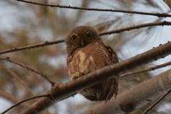 Glaucidium cuculoides