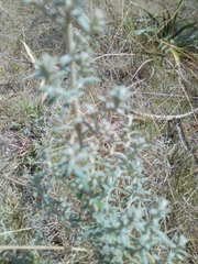 Baccharis ochracea