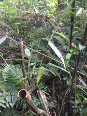 Merostachys